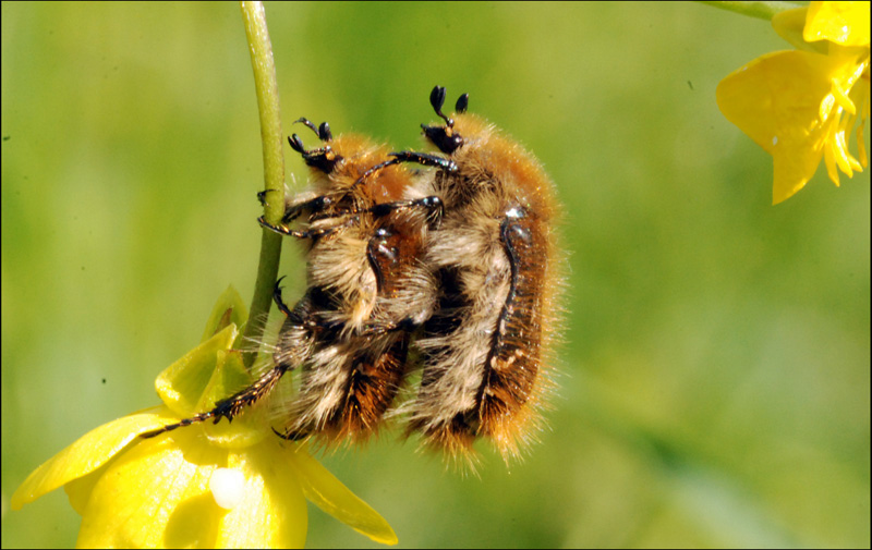 amore peloso: Tropinota sp. - (Cetoniidae)